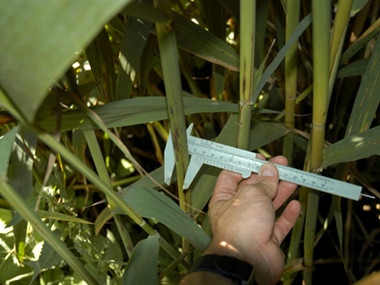 Constructed Wetlands