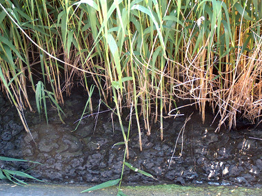 reed bed sewage sludge treatment