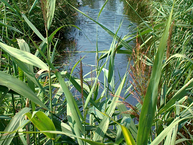 Stormwater treatment wetlands