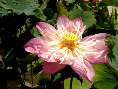 Wetland garden