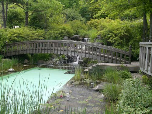 Wetland Garden