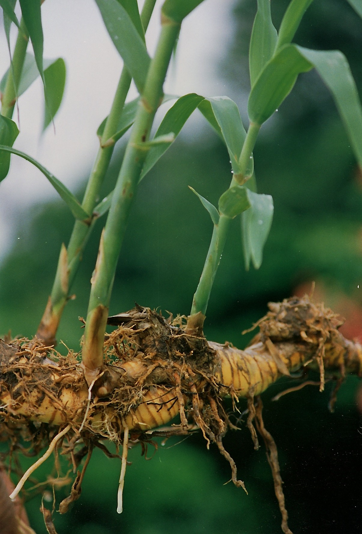 Schilf mit Rhizom