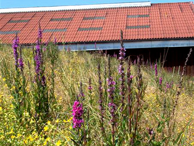 Wetland roofs